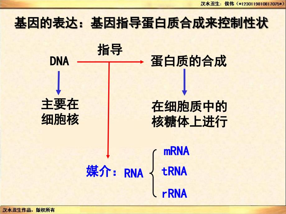 精品一轮复习必修29基因的表达ppt精品课件精品ppt课件_第4页