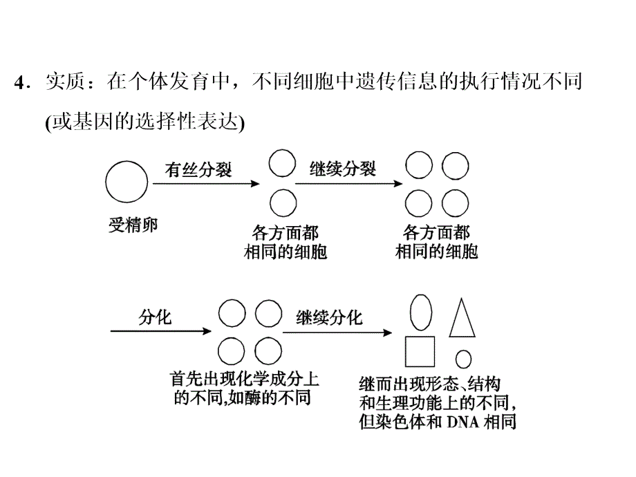 细胞的分化、衰老、凋亡和癌变_第3页