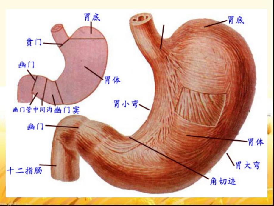 胃血液循环课件_第2页