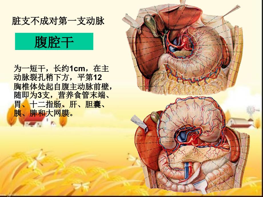 胃血液循环课件_第4页