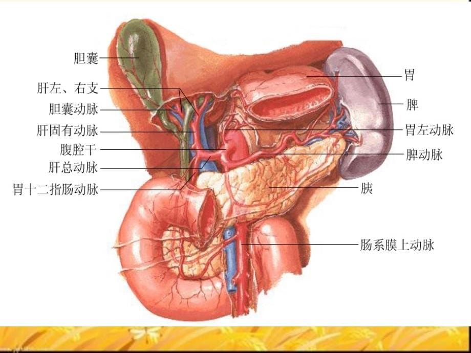 胃血液循环课件_第5页