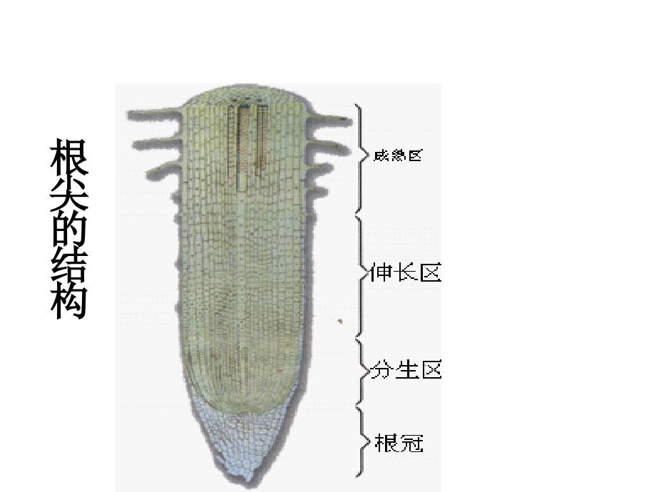 二节水分进入植物体内的途径_第3页