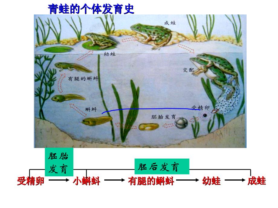 动物的有性生殖第二课时_第4页