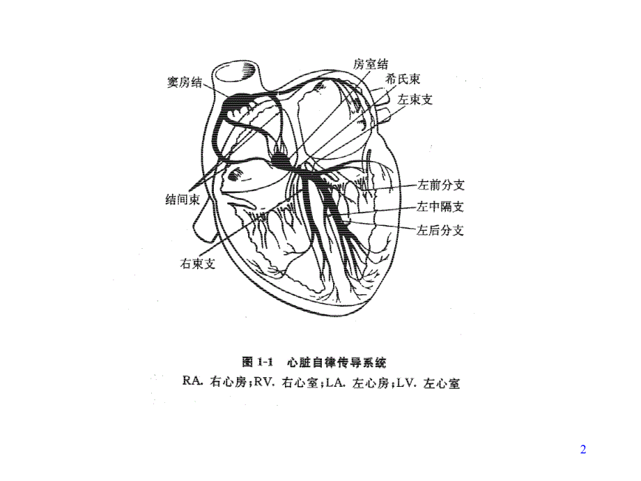 心电图基础1课件_第2页