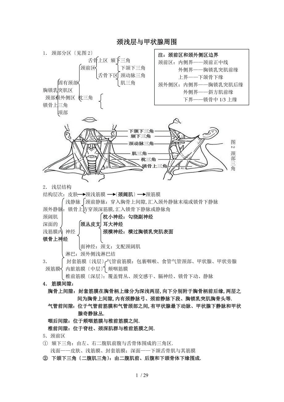 局部解剖学重点总结_第1页