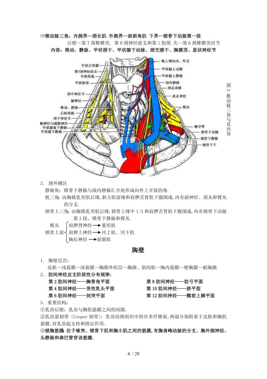 局部解剖学重点总结_第4页