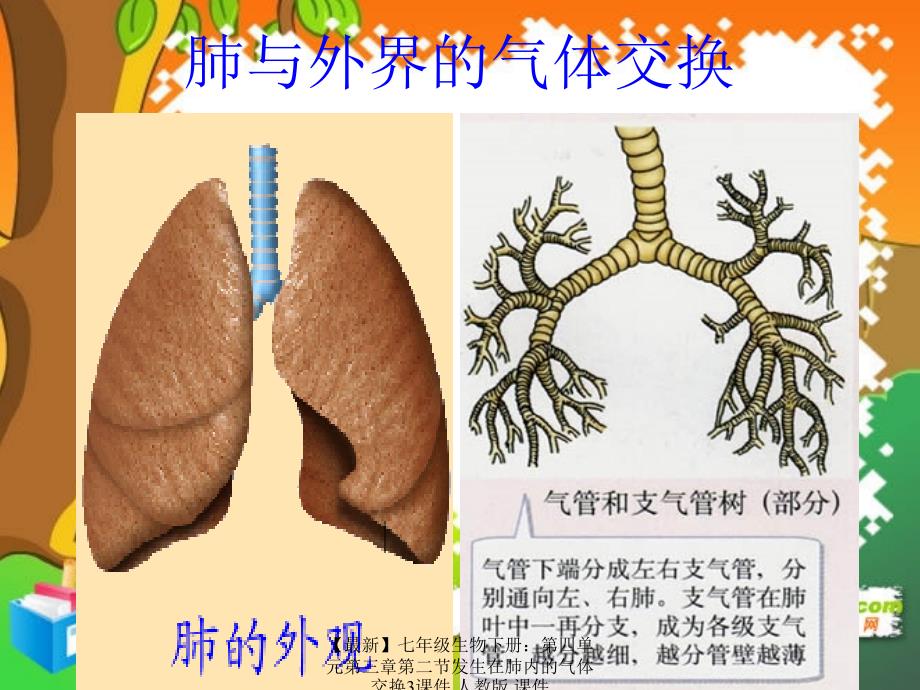 最新七年级生物下册第四单元第三章第二节发生在肺内的气体交换3课件人教版课件_第2页