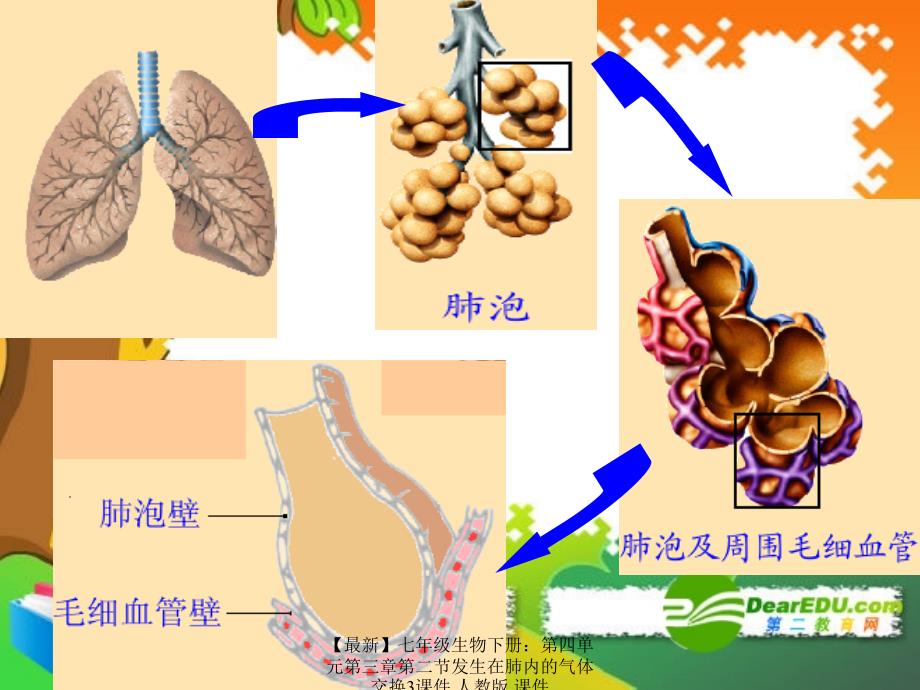 最新七年级生物下册第四单元第三章第二节发生在肺内的气体交换3课件人教版课件_第3页