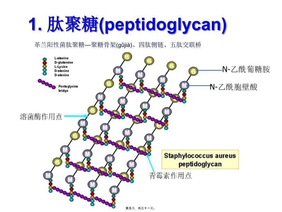 医学专题—细菌细胞壁的结构和肽聚糖的合成28538_第5页