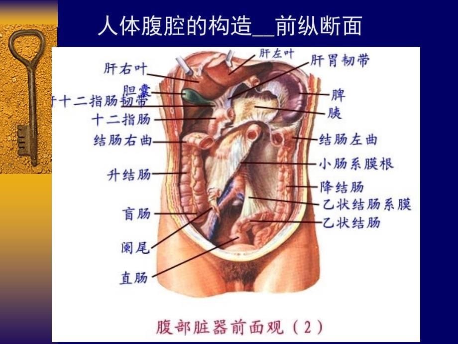 急性腹痛诊断与治疗.ppt_第5页