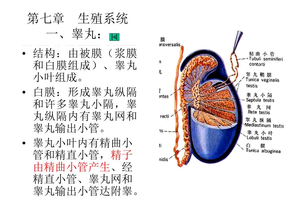 生殖系统组织ppt课件_第2页