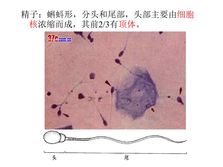 生殖系统组织ppt课件_第4页