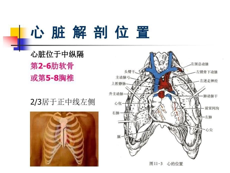 心脏基础解剖_第5页