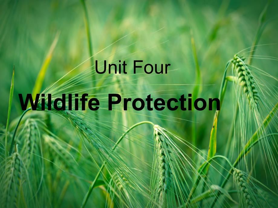 Unit-4-Wildlife-Protection-Warming-upppt 2-新人教版必修2课件_第1页