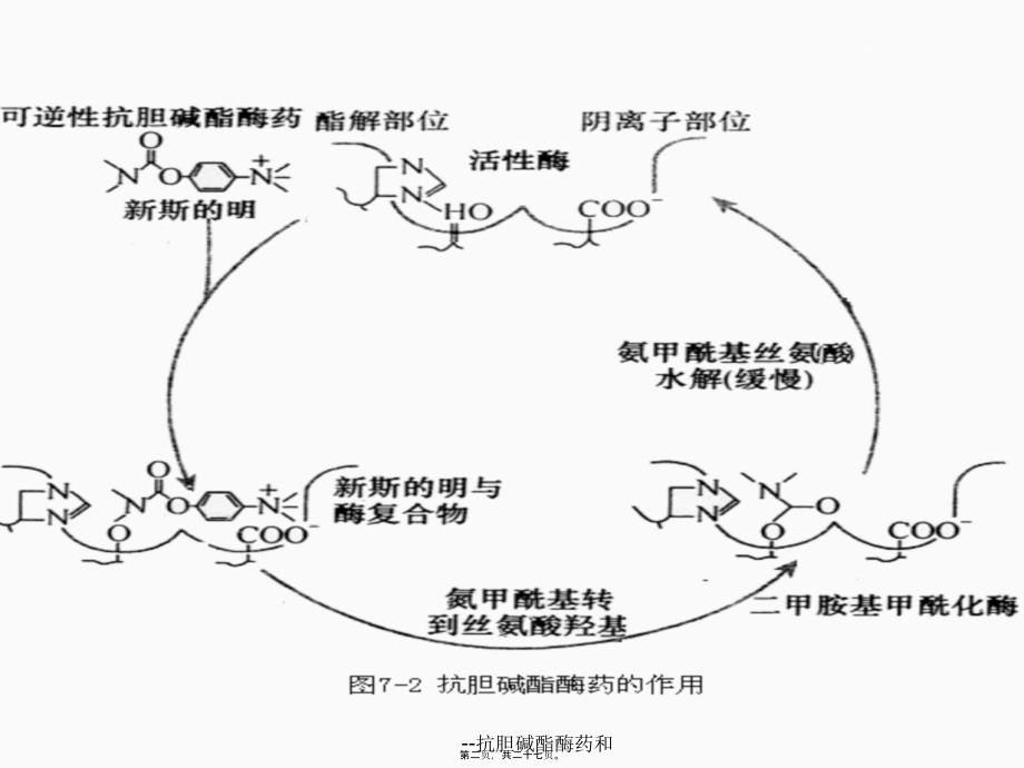 抗胆碱酯酶药和课件_第2页