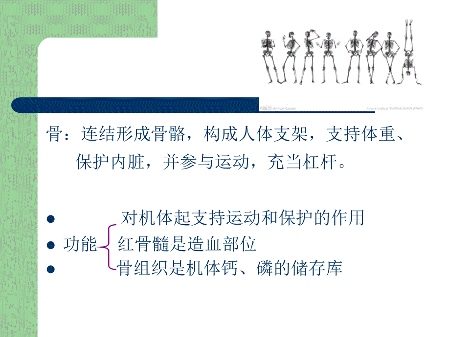 骨骼的力学特性_第2页