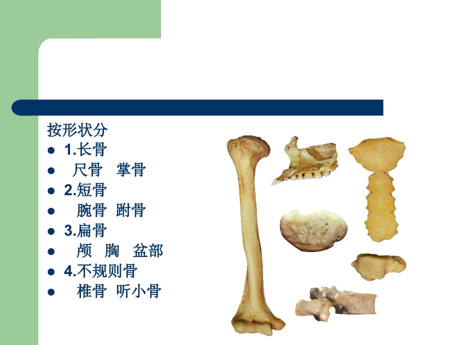 骨骼的力学特性_第4页