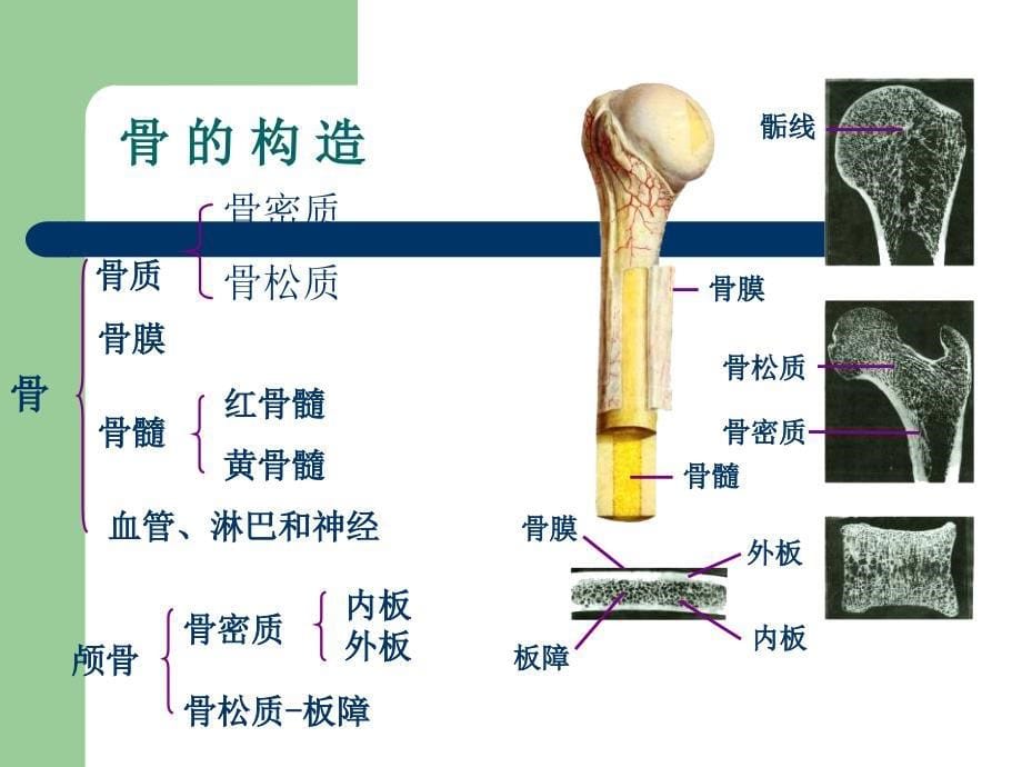 骨骼的力学特性_第5页