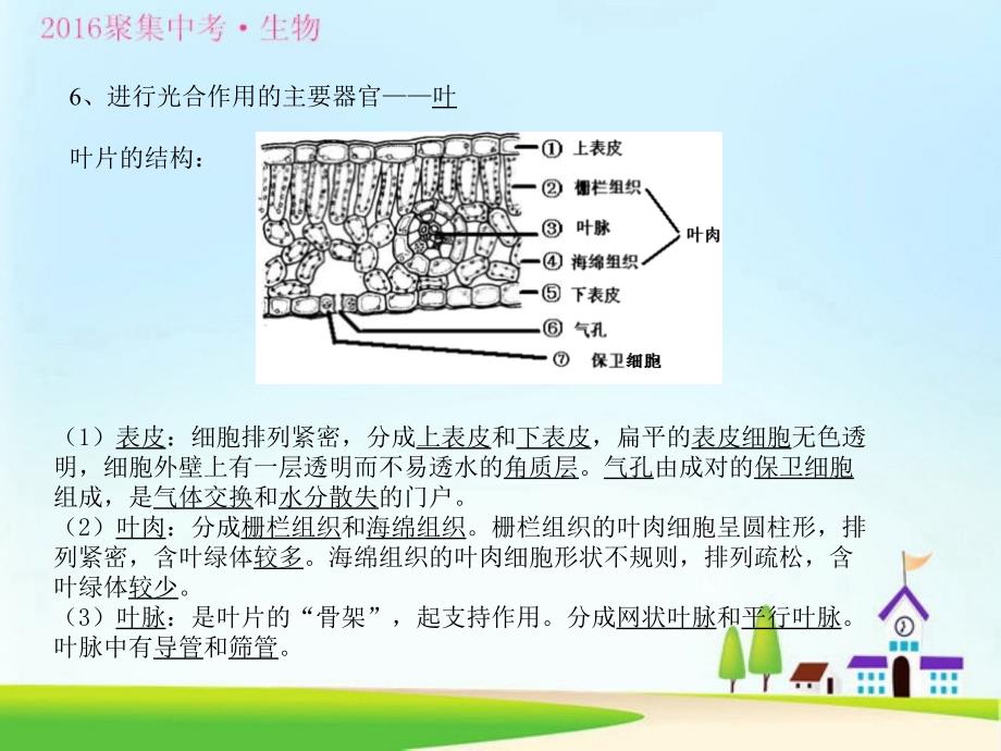 专题1光合作用和呼吸作用共33张PPT_第4页