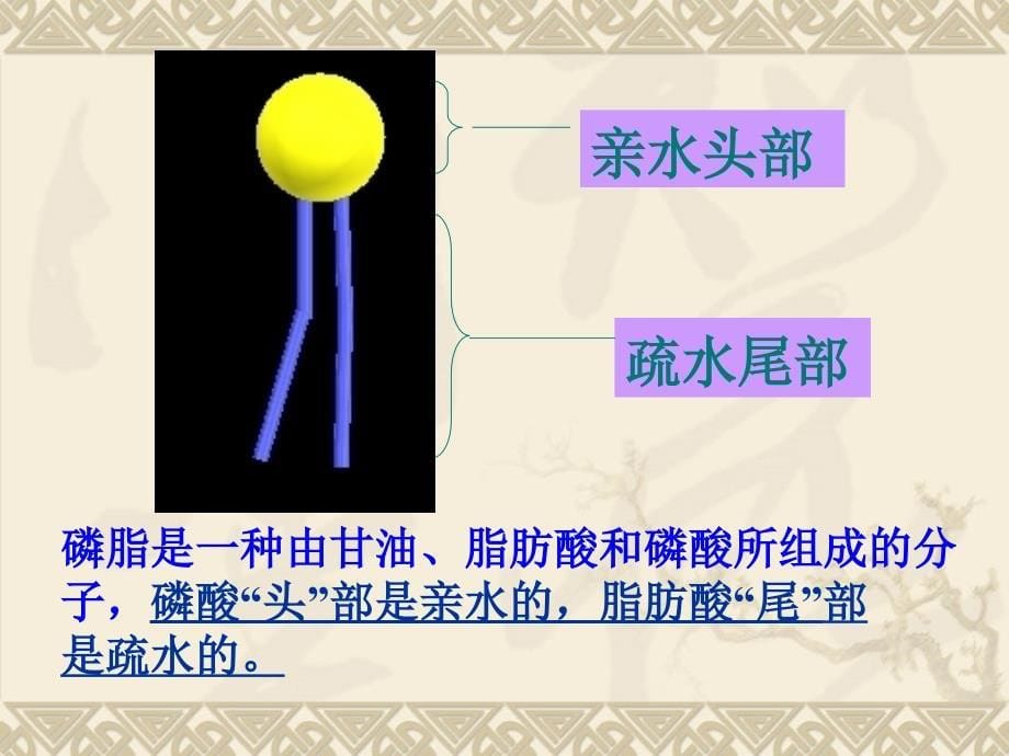 流动镶嵌模型的基本内容_第5页