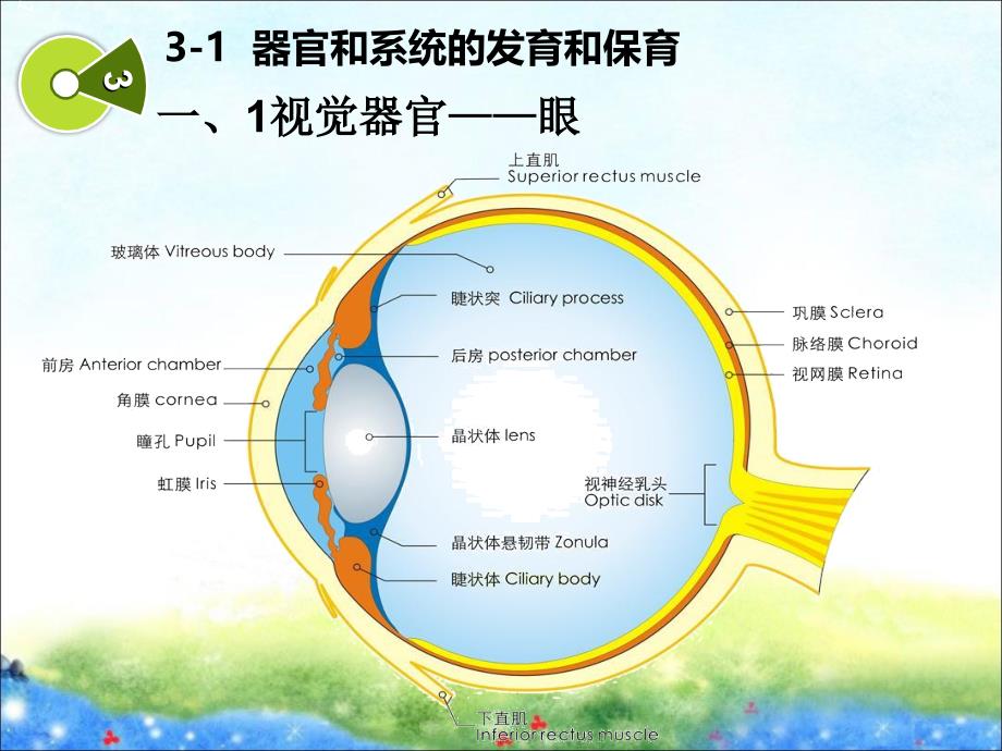 第二章(3)学前儿童器官和系统的发育和保育_第2页