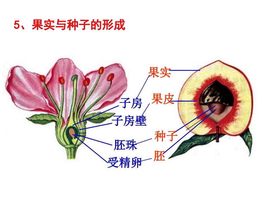 鲁科版生物六年级下册3.3.2绿色植物参与生物圈的水循环课件3_第3页