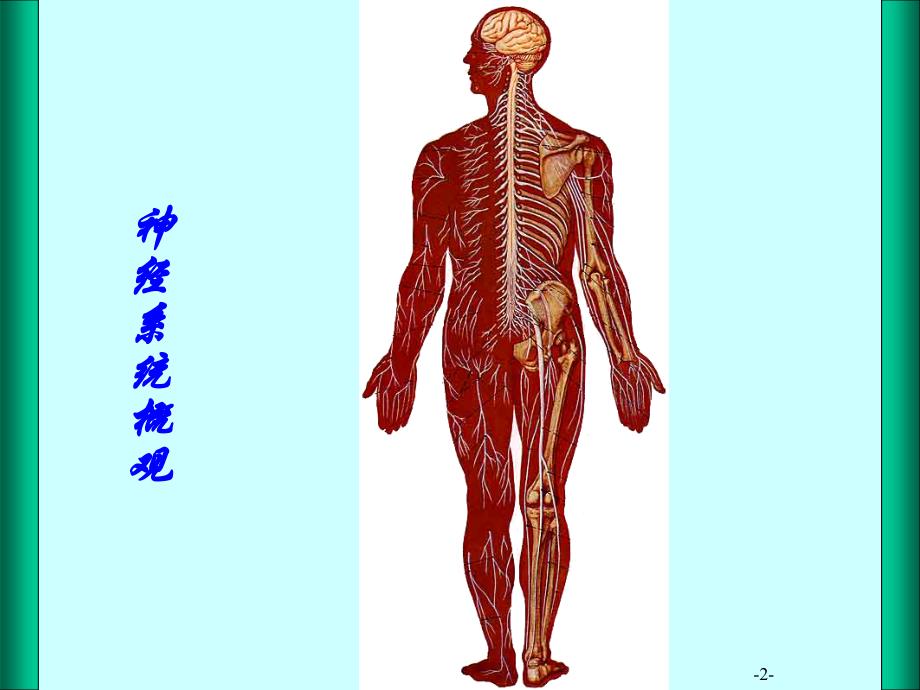 神经系统-运动传导通路_第2页