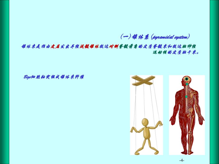 神经系统-运动传导通路_第4页