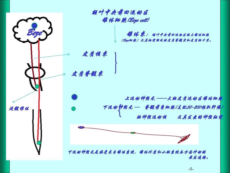 神经系统-运动传导通路_第5页