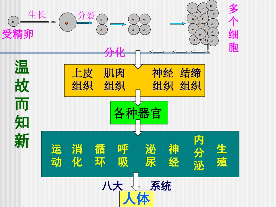 植物体的结构层次2上_第3页