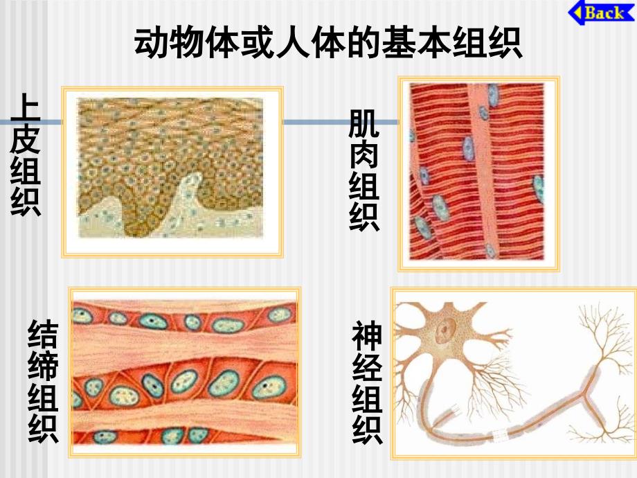 植物体的结构层次2上_第4页