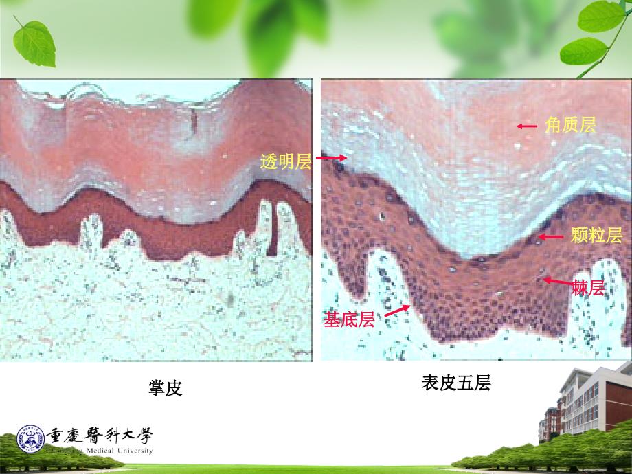 皮肤 组织胚胎学_第4页