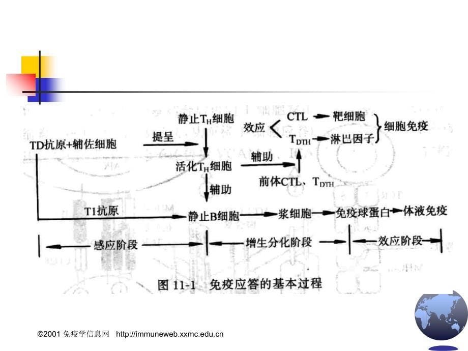 疫应答的分子机制课件_第5页