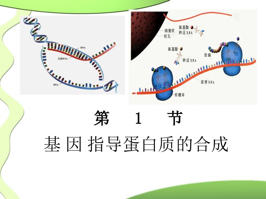 高一生物必修二优质课件基因指导蛋白质的合成_第1页