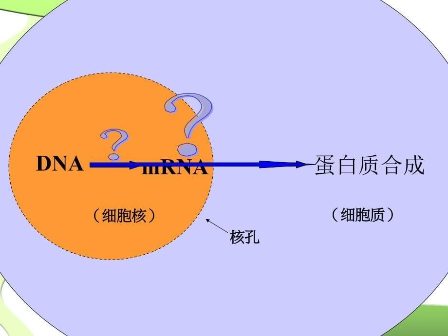 高一生物必修二优质课件基因指导蛋白质的合成_第5页