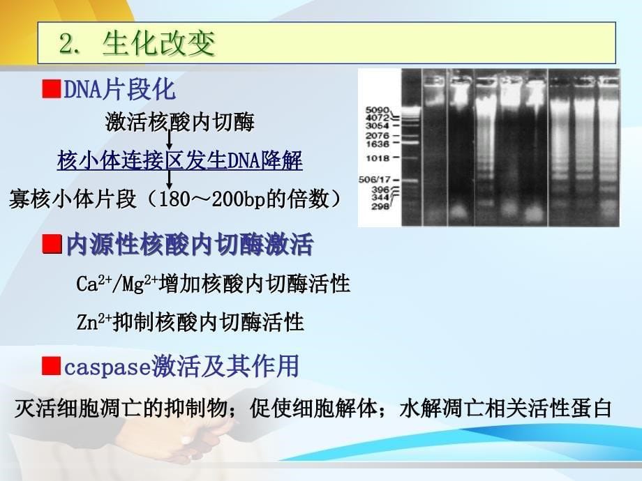 细胞凋亡与疾病_第5页