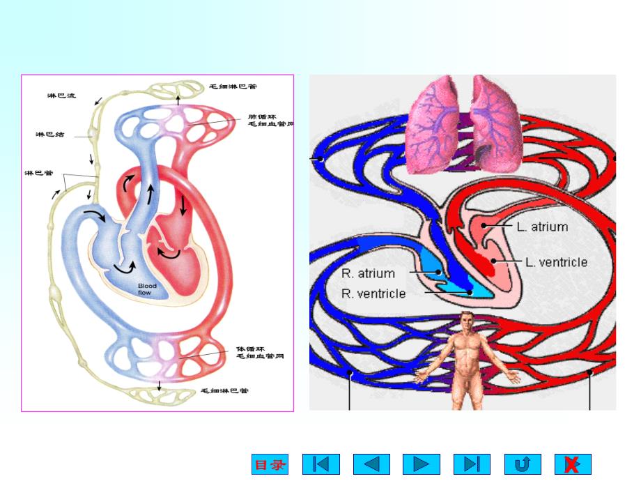 生理学课件：第四章 血液循环_第2页