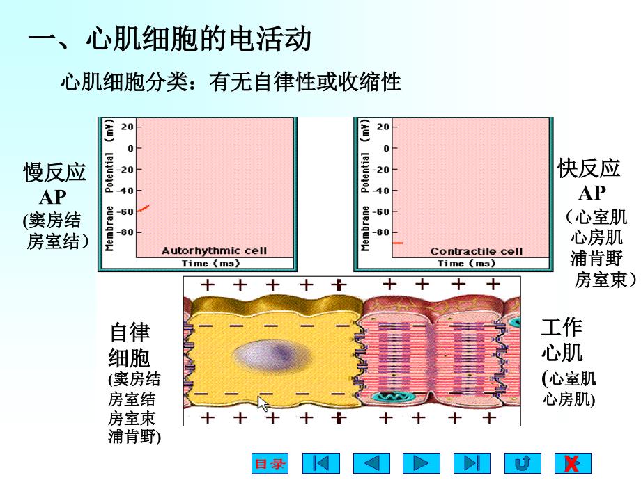 生理学课件：第四章 血液循环_第4页