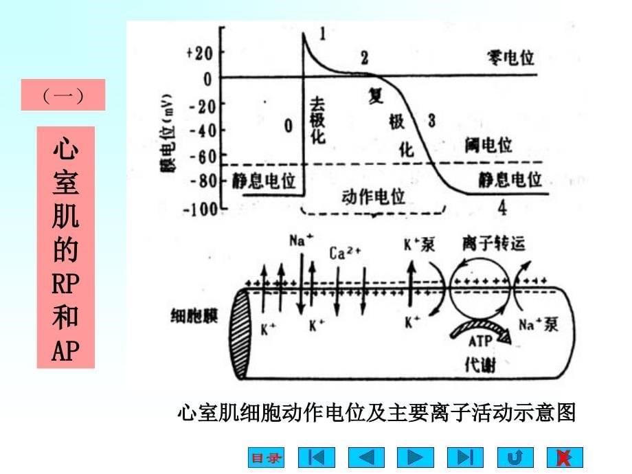 生理学课件：第四章 血液循环_第5页