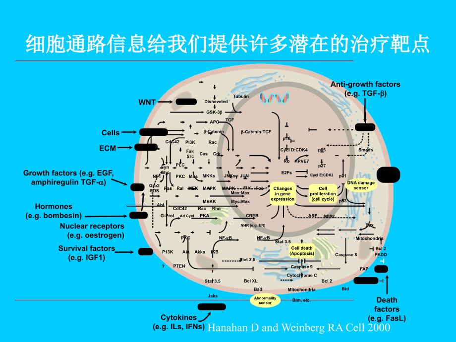 结肠癌的分子靶向治——哪些靶点？_第3页