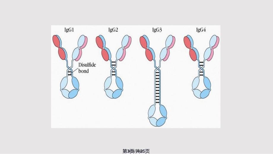 Ig的结构与功能实用教案_第3页