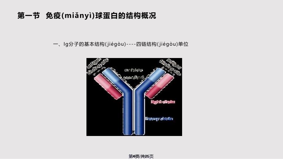 Ig的结构与功能实用教案_第4页