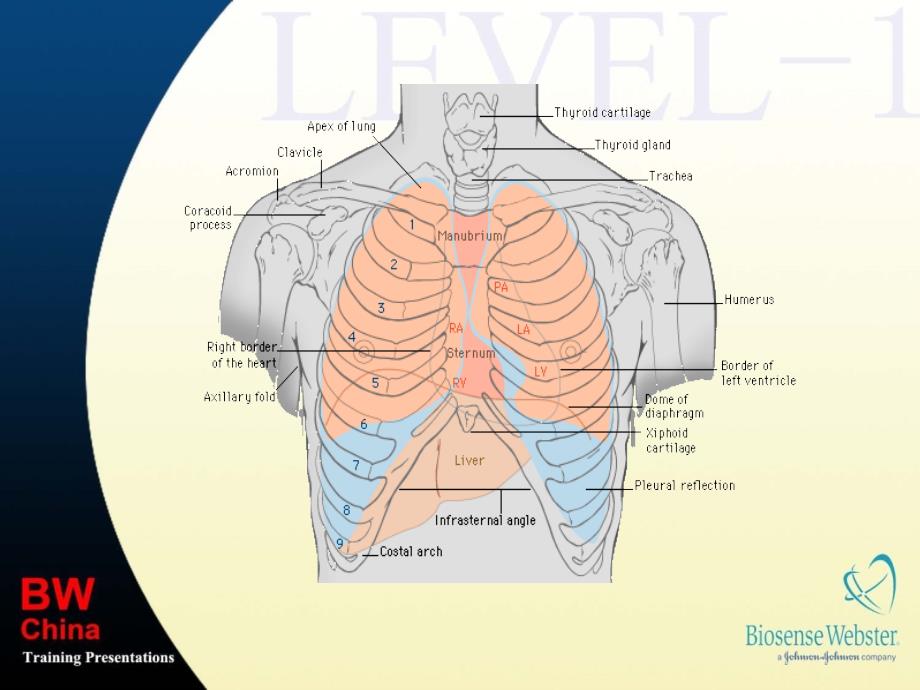 心脏解剖和传导系统：Basic Anatomy_第4页