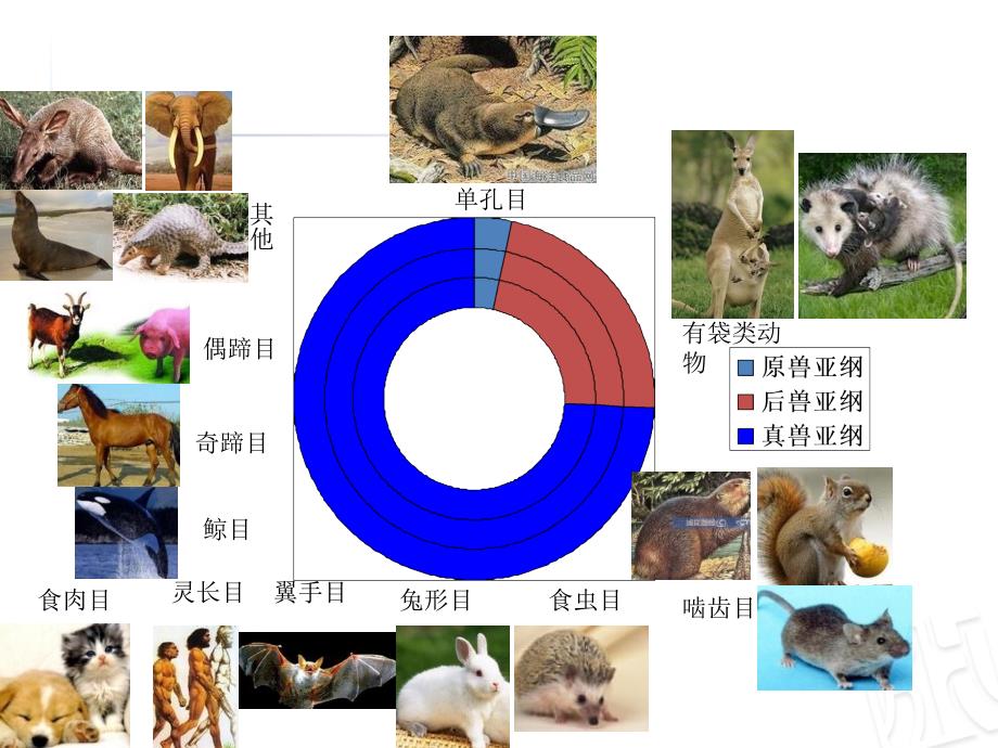 哺乳动物的起源进化PPT课件02_第3页