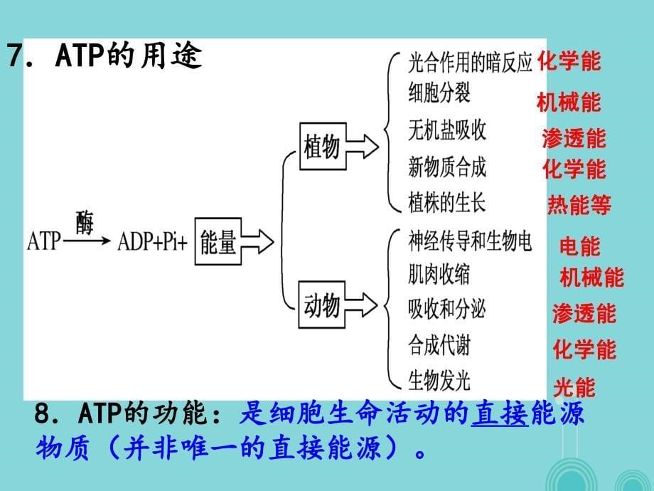 湖南省衡阳县2017届高三生物一轮复习第10讲ATP与细胞呼吸第一课时课件新人教版必修1_第5页