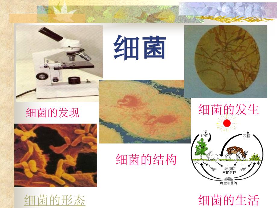 八年级生物细菌_第2页