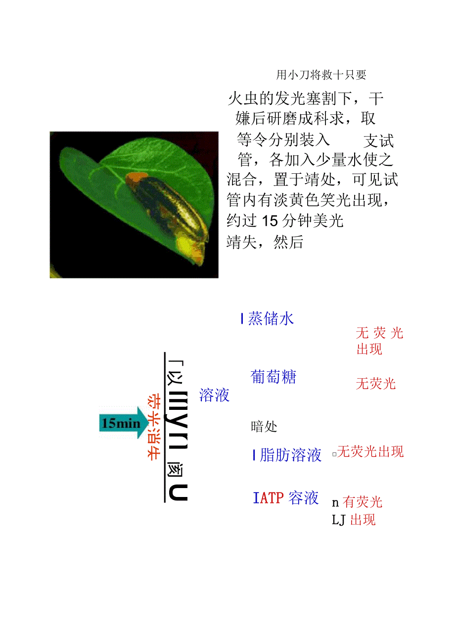 第5章第2节细胞的能量通货-ATP要点_第3页