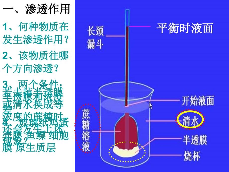 物质跨膜运输的实例渗透作用_第2页