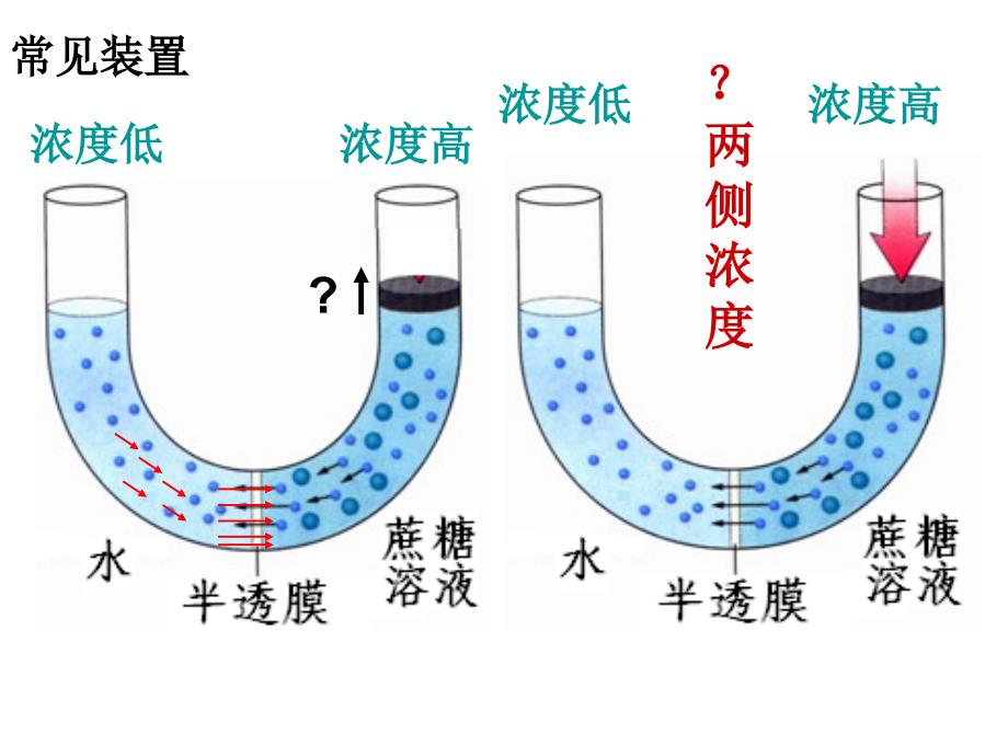 物质跨膜运输的实例渗透作用_第3页