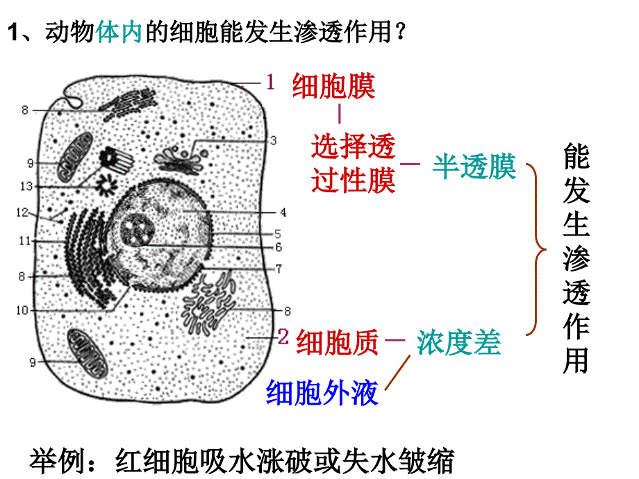 物质跨膜运输的实例渗透作用_第4页